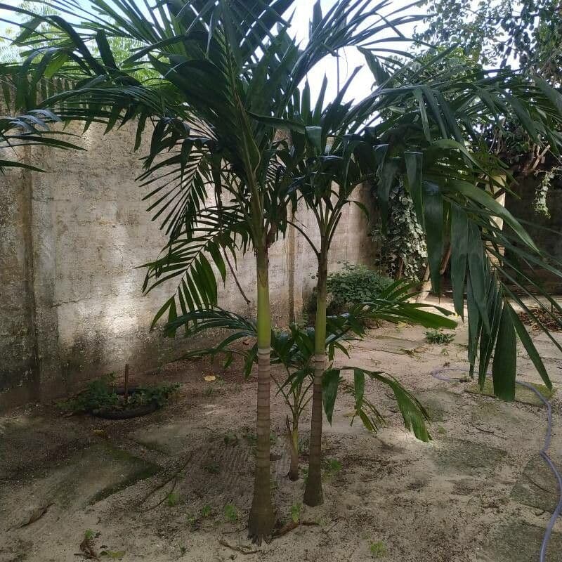 Areca 21