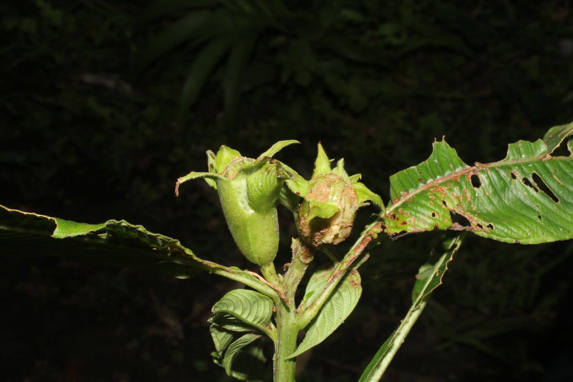 Ludwigia