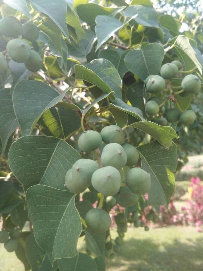 Candleberry-tree 5