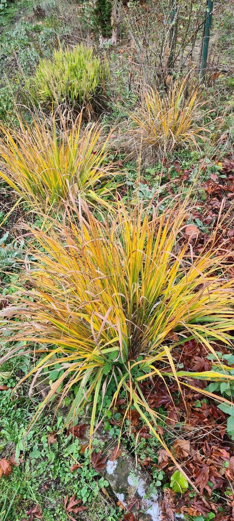 Aciphylla aurea 13