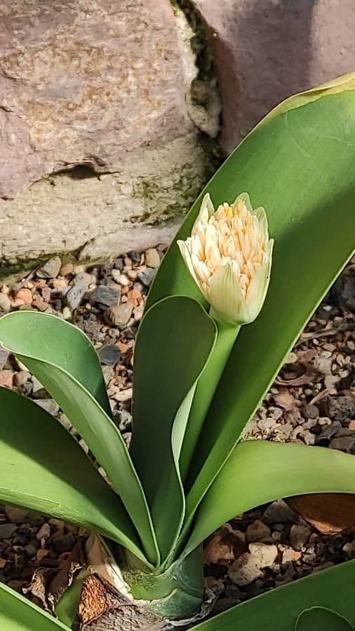 Haemanthus 5