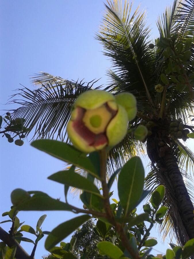 Annona 7