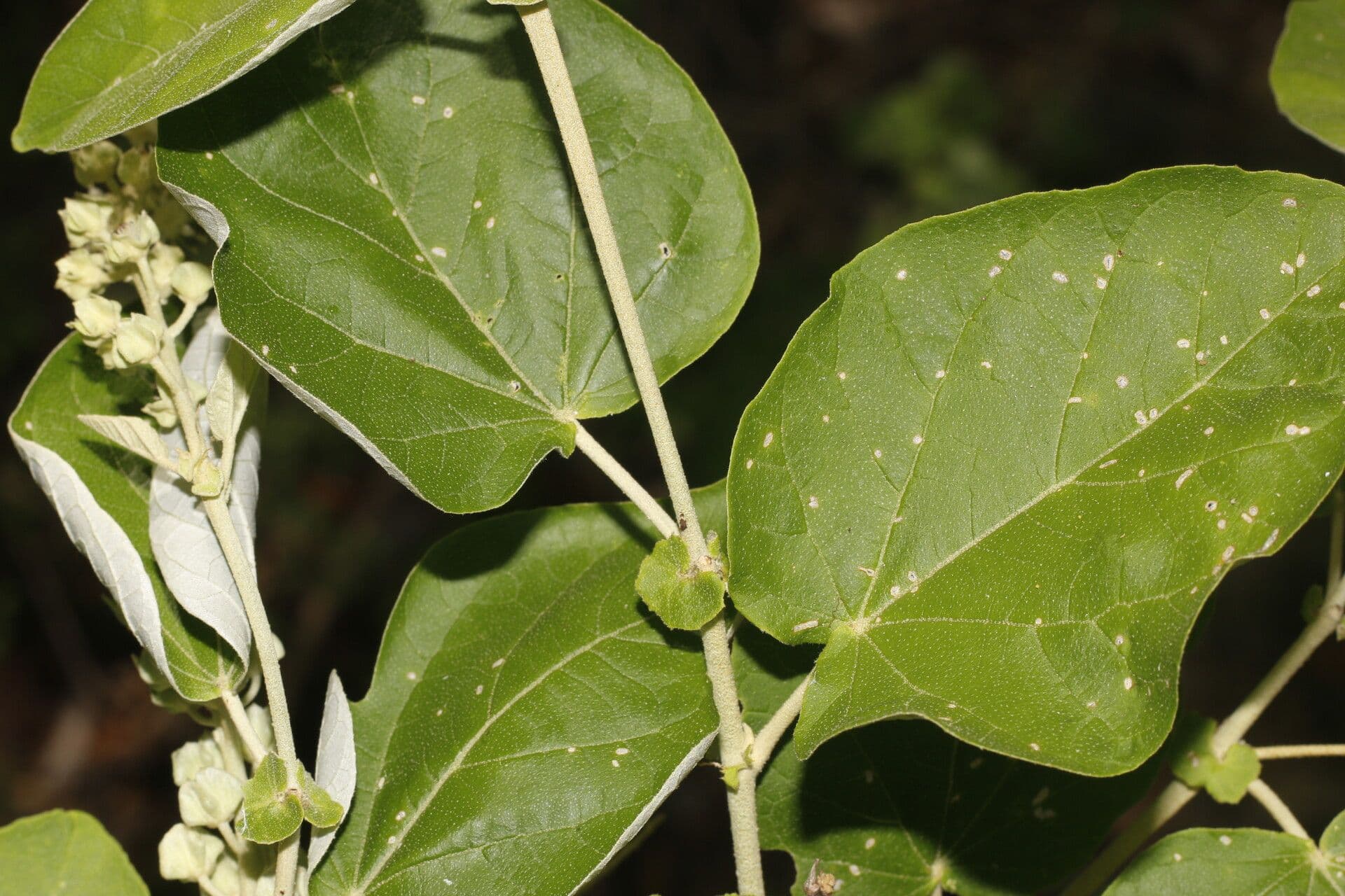 Croton 12