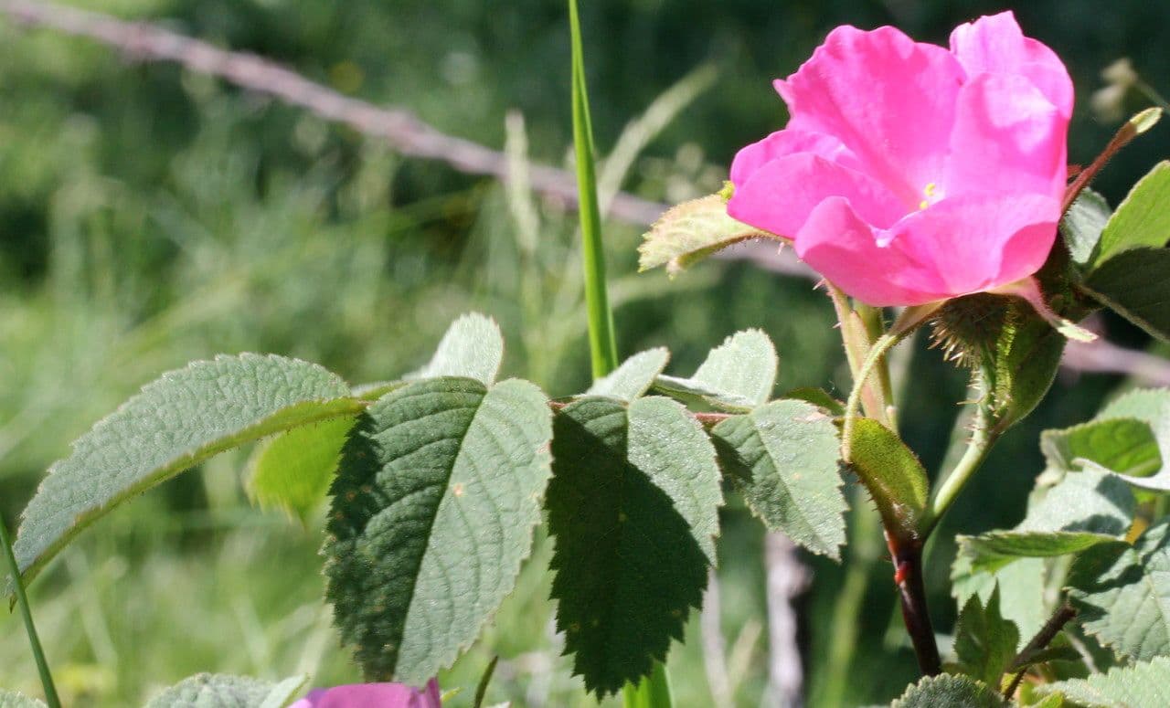 Weiche Rose 28