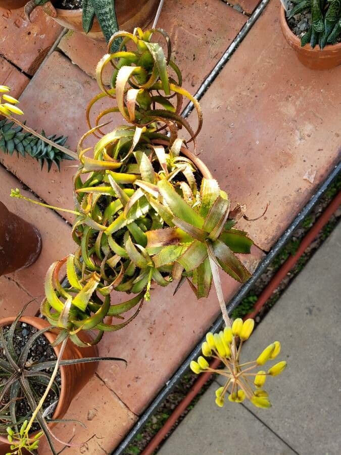 Aloe