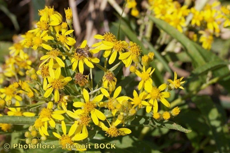Senecio sarracenico 20