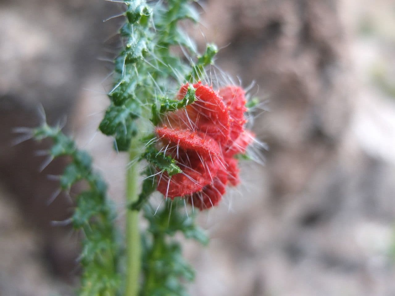 Caiophora 5