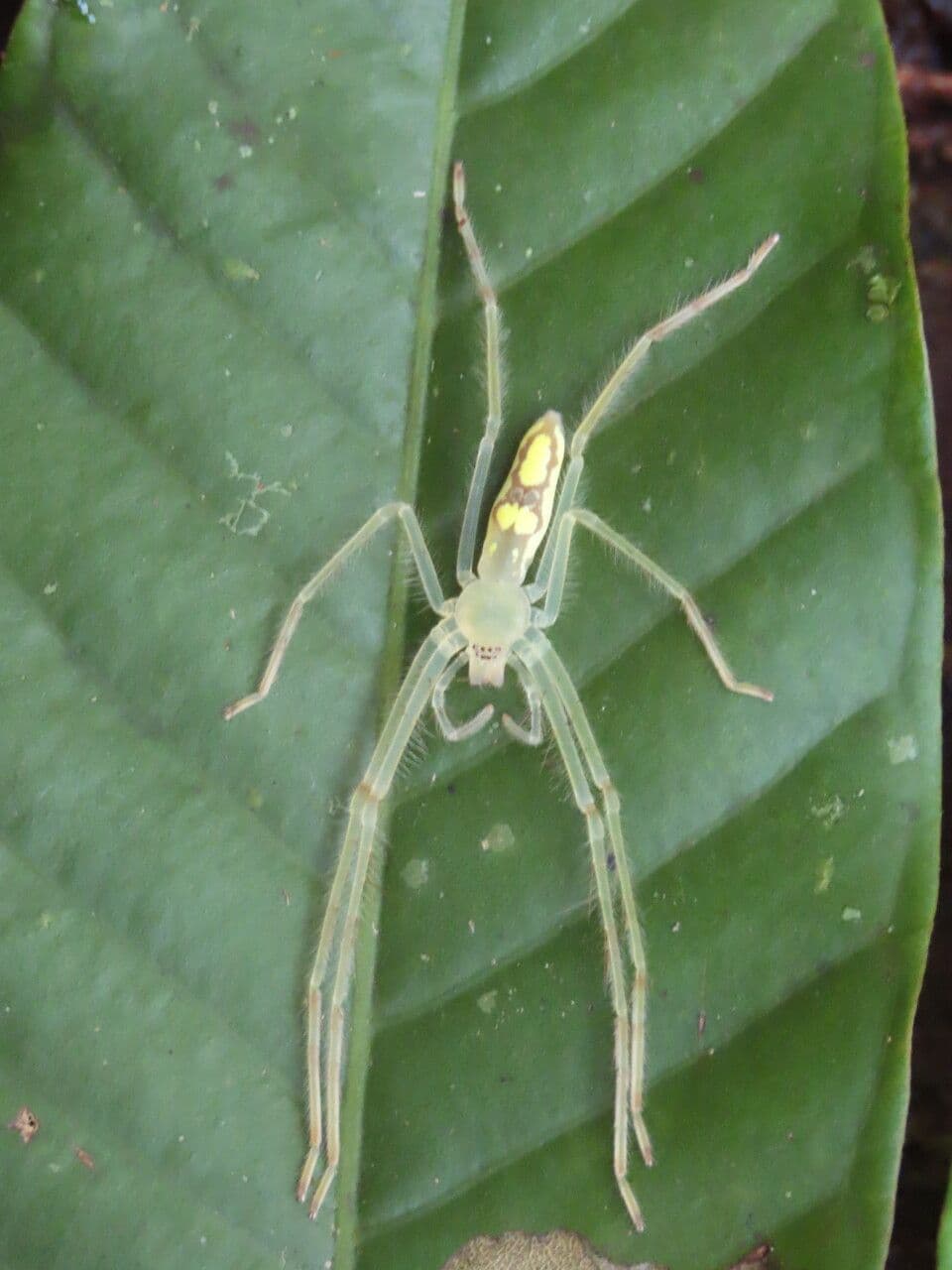 Marila 6