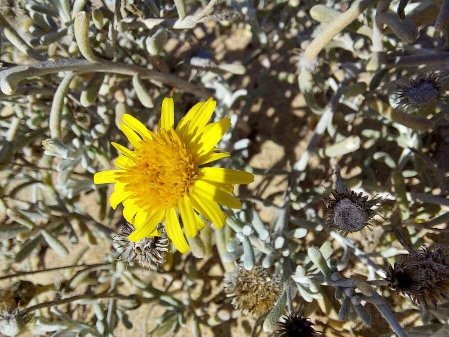 Pulicaria 2