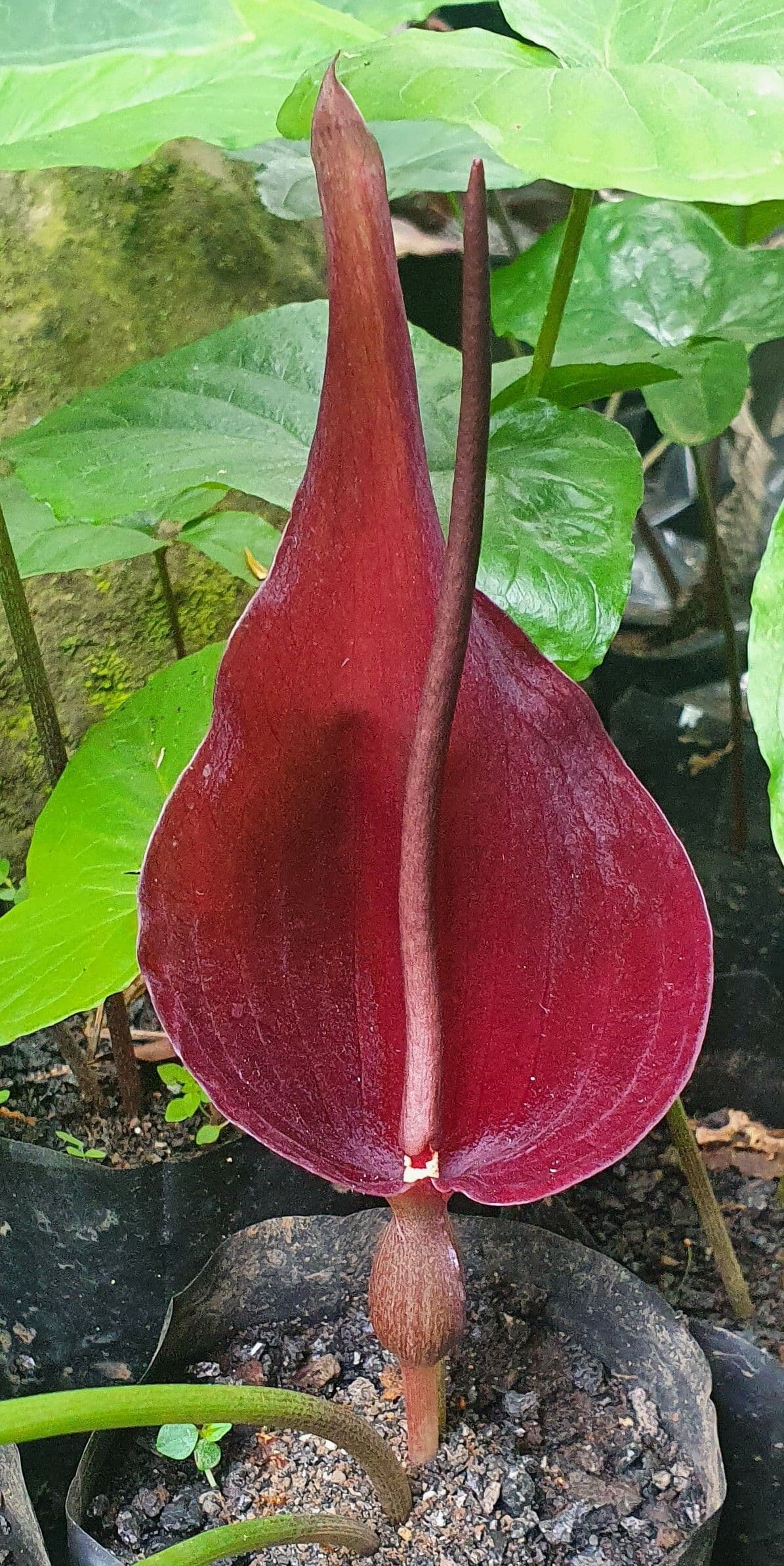 Typhonium 2