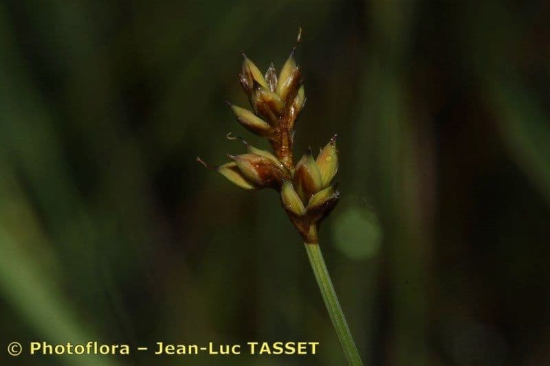 Carea 8