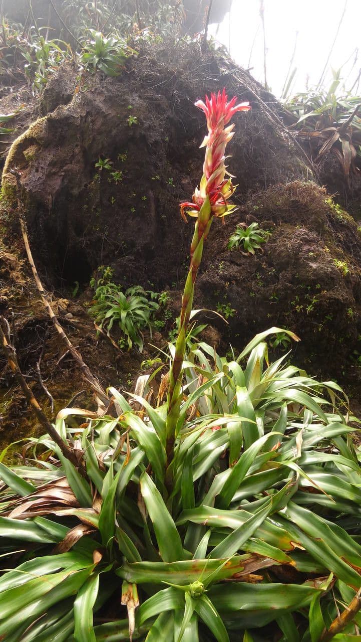Pitcairnia 7