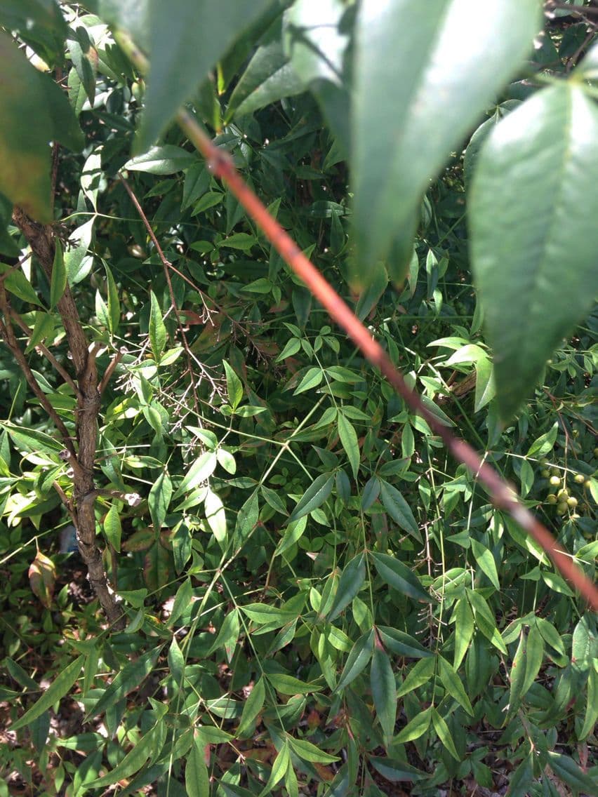 Nandina 21
