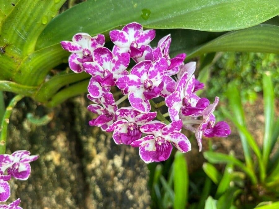 Orchidea 4