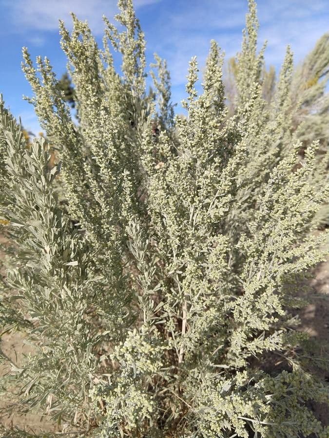 Artemisia tridentata 19
