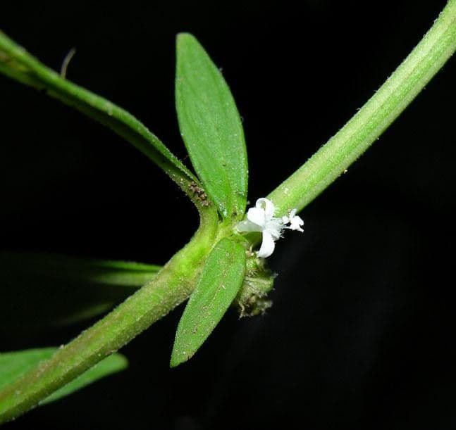 Spermacoce ocymifolia 14