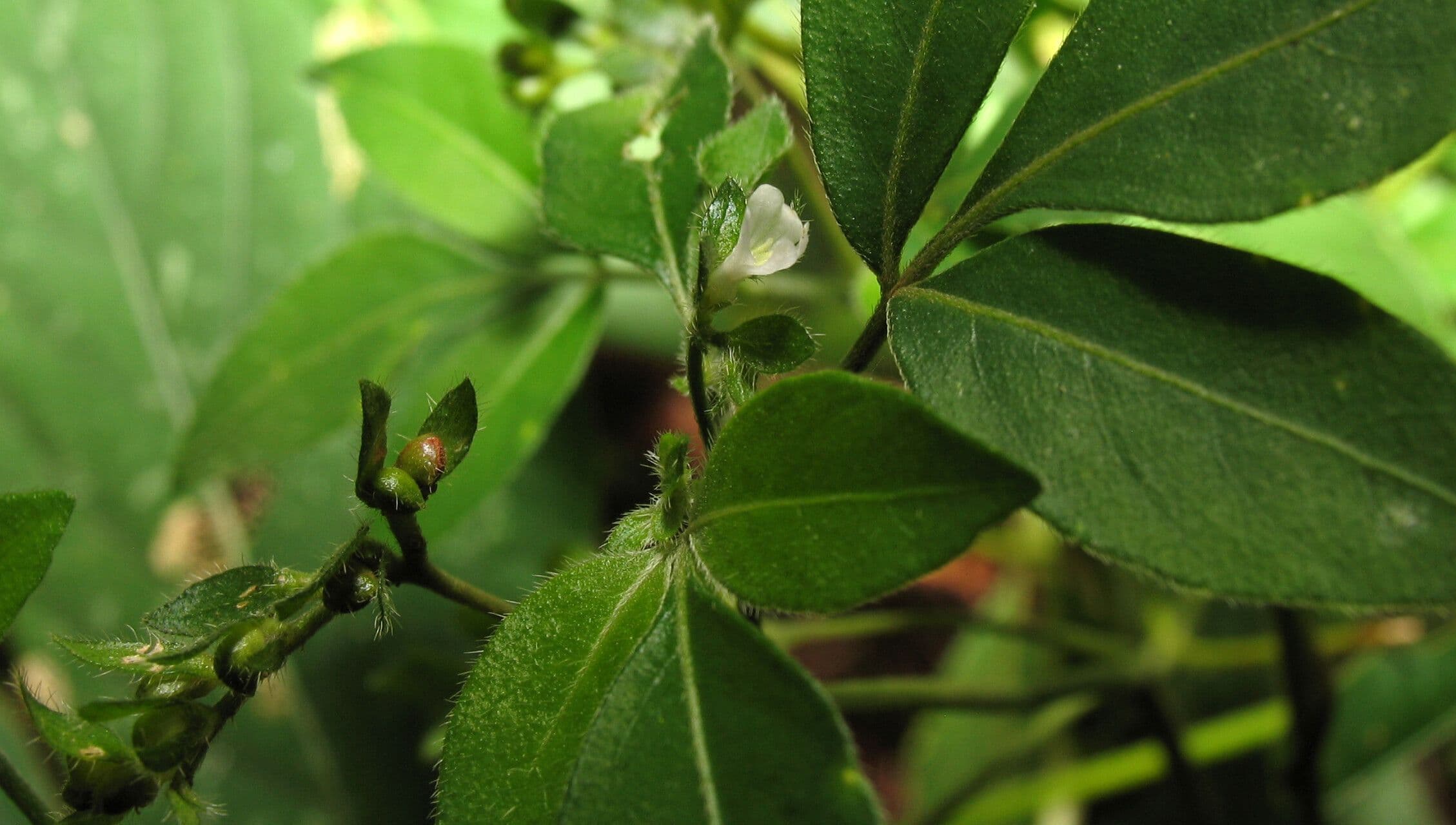 Ertela trifolia 2