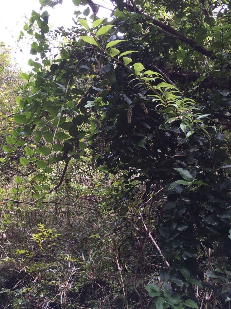 Ercilla