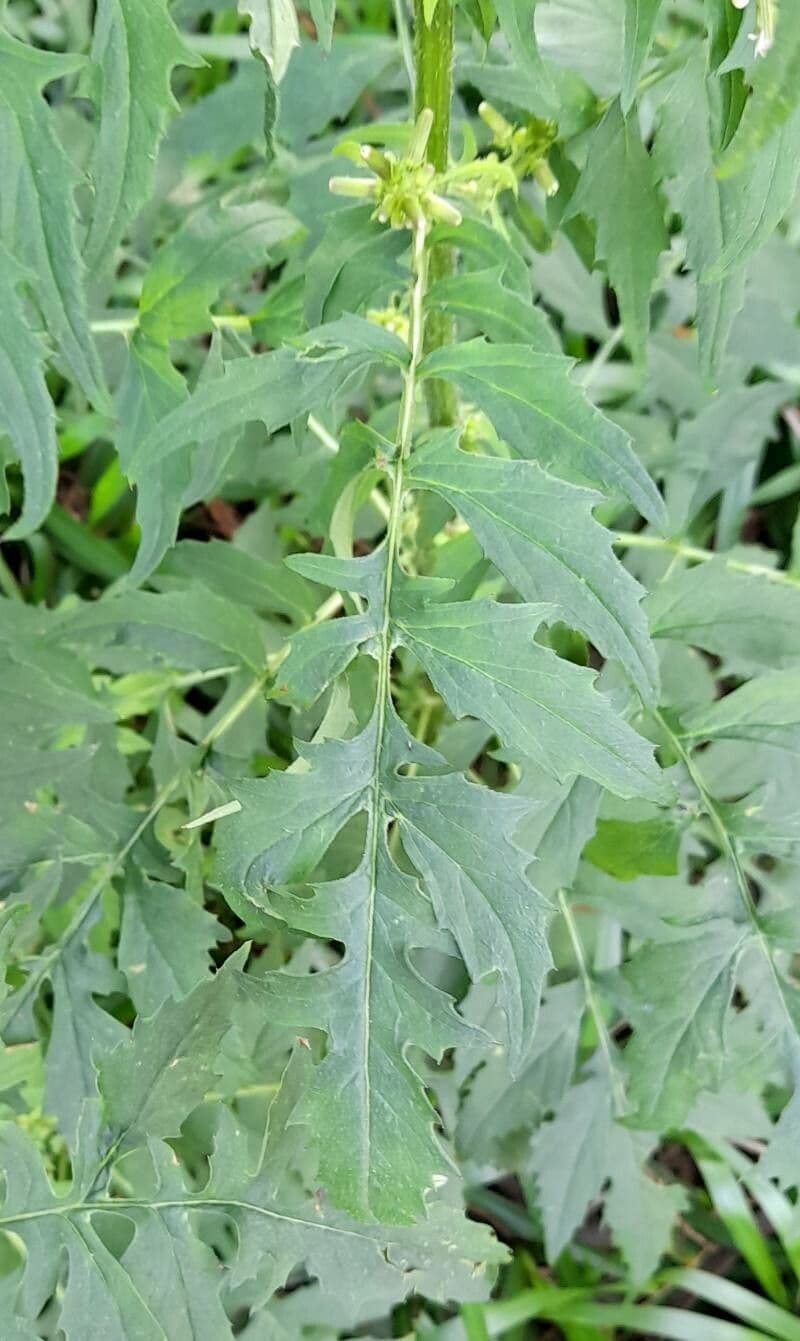 Erba bruciata valerianifolia 13