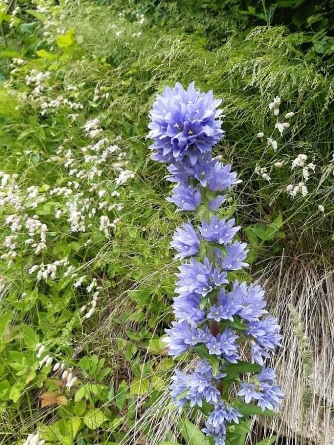 Campanula 5
