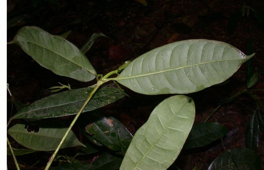 Faramea 8