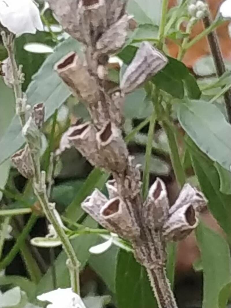 Mealy Sage