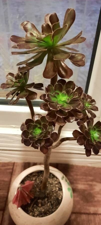 Aeonium 5