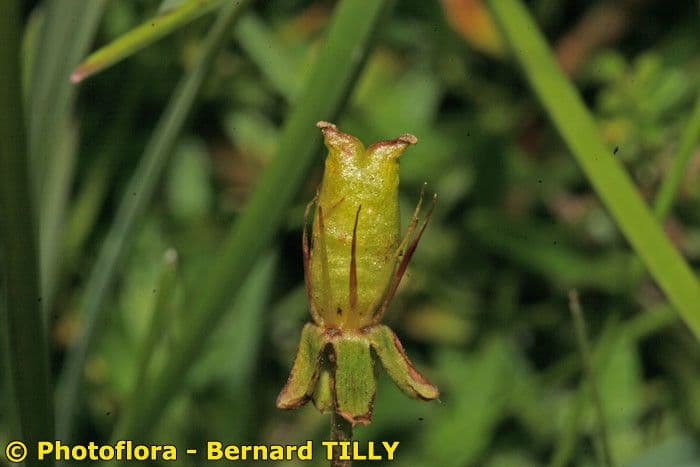Sassifraga hirculus 5