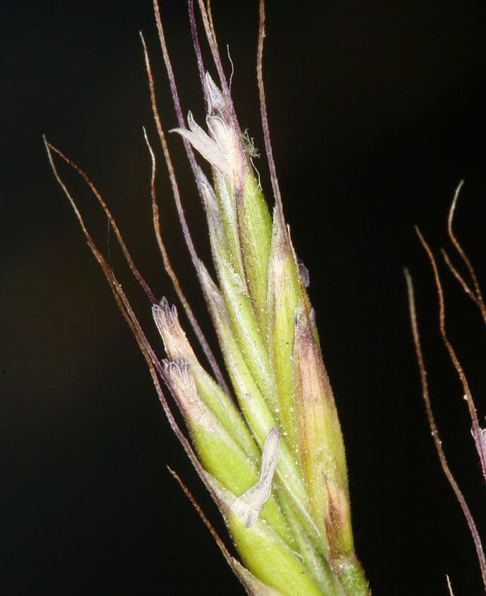Festuca occidentale 3
