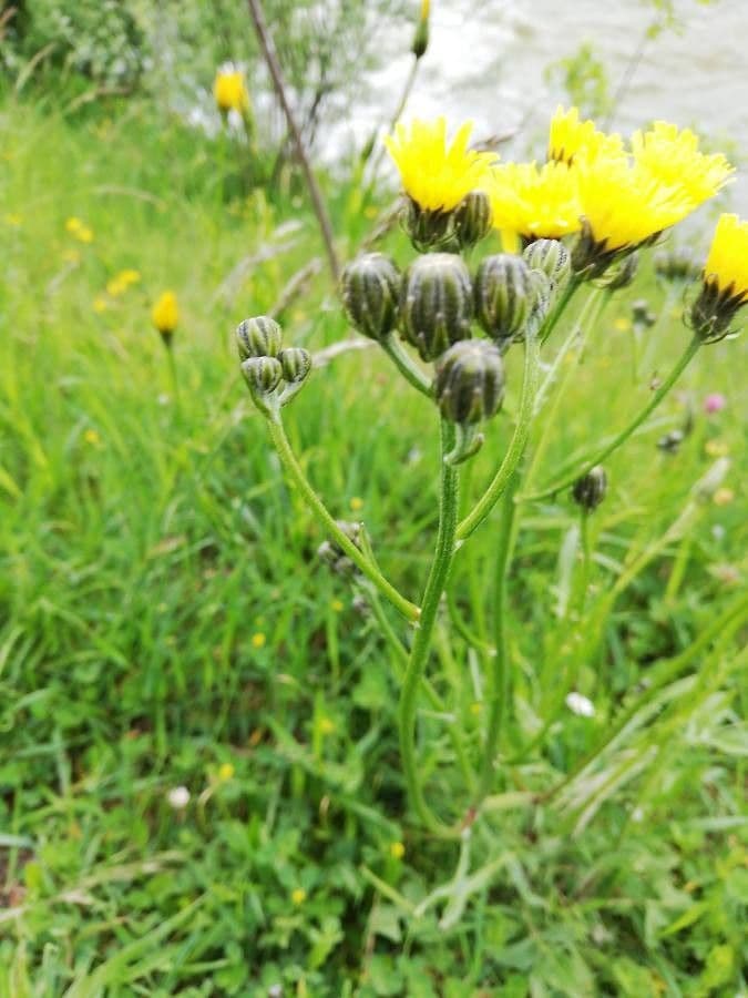 Radicchiella bienne 4