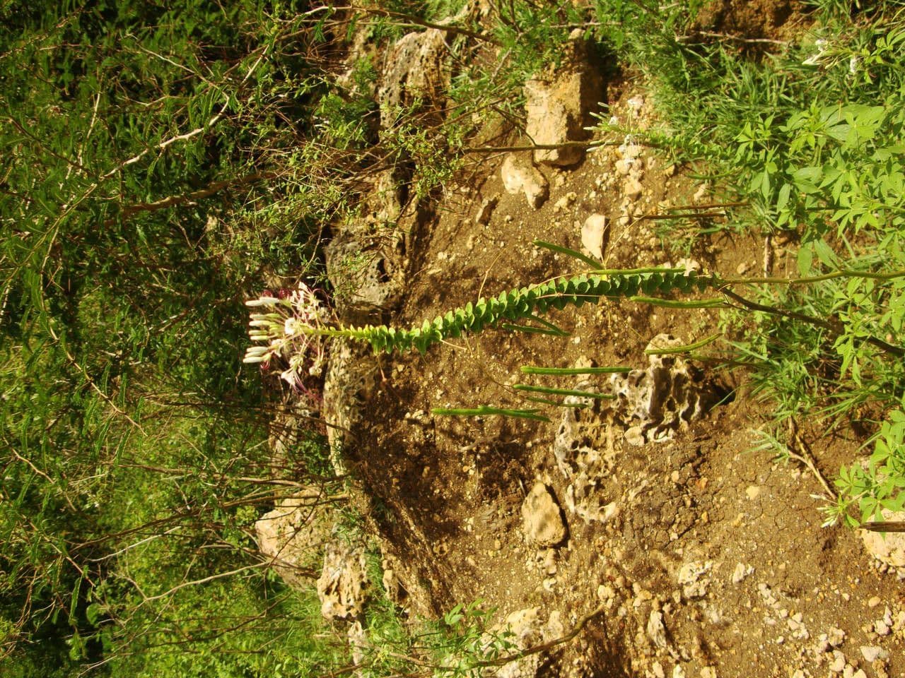 Pavučinkový kvet 22