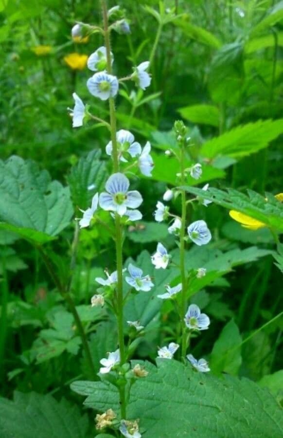 Veronica serpilifolia 8