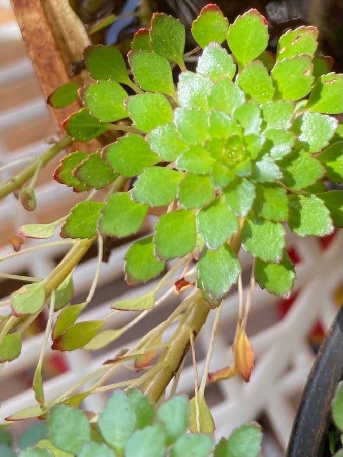 Ludwigia 7
