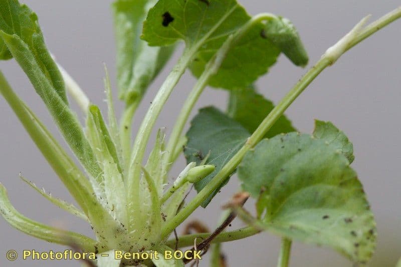 Viola odorata 20