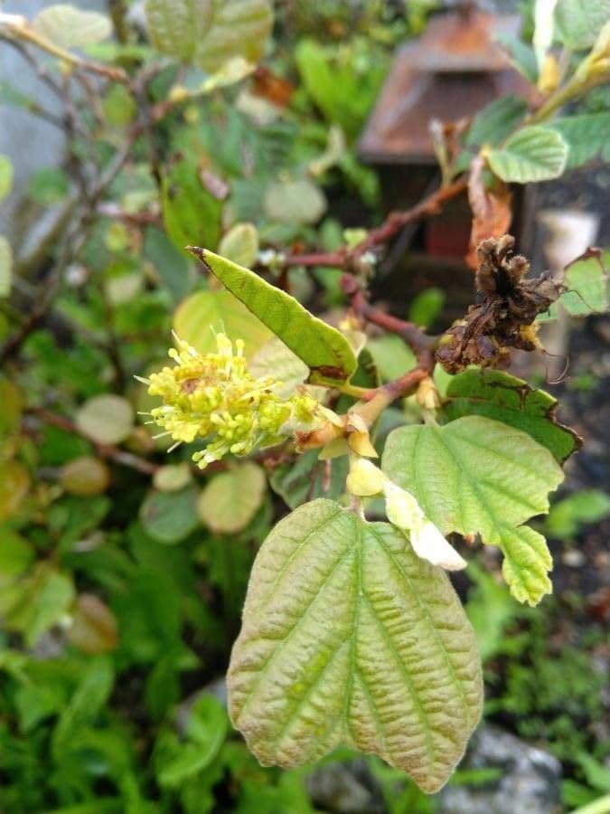 Fothergilla di Garden 17