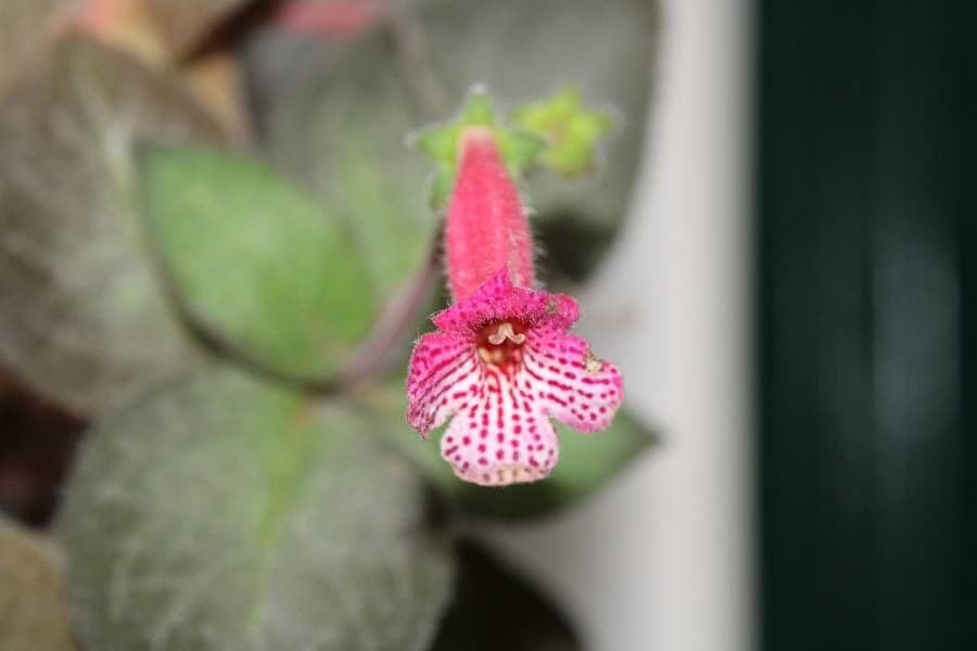 Kohleria 4
