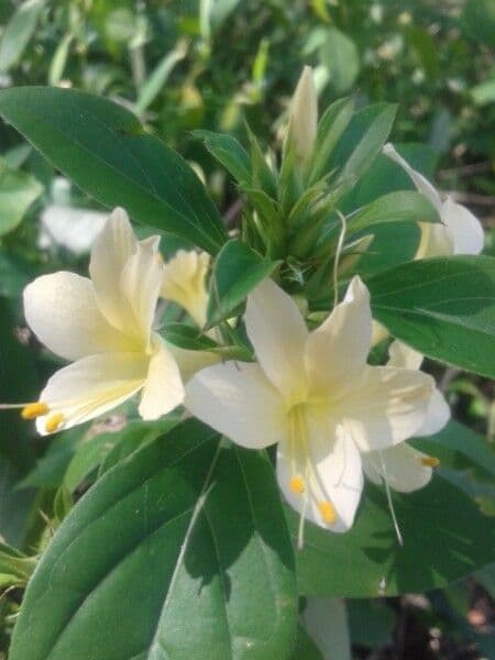 Barleria spinosa 6