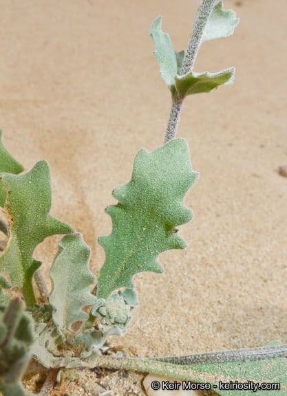 Dithyrea californica 21
