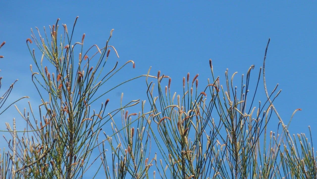 Allocasuarina glauque 2