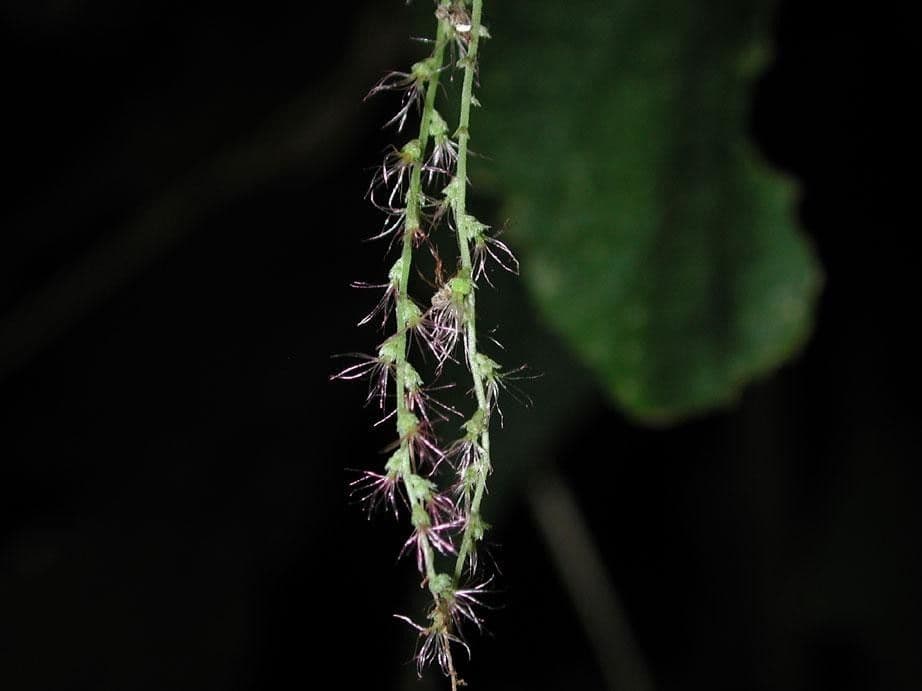 Acalypha villosa 2