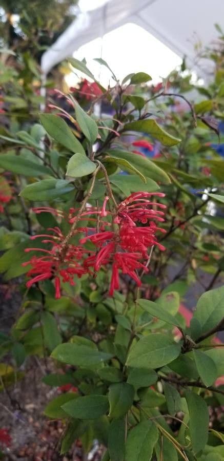 Rhyolith-Grevillea 2