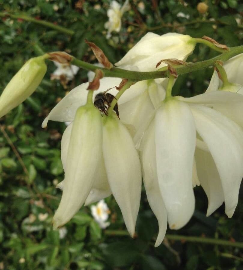 Juka 9