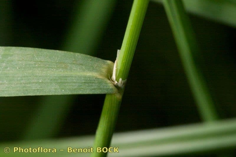 Calamagrostis 21