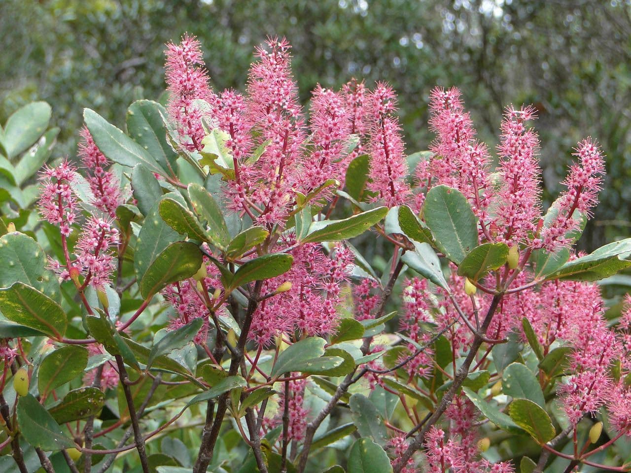 Cunonia vieillardii 5