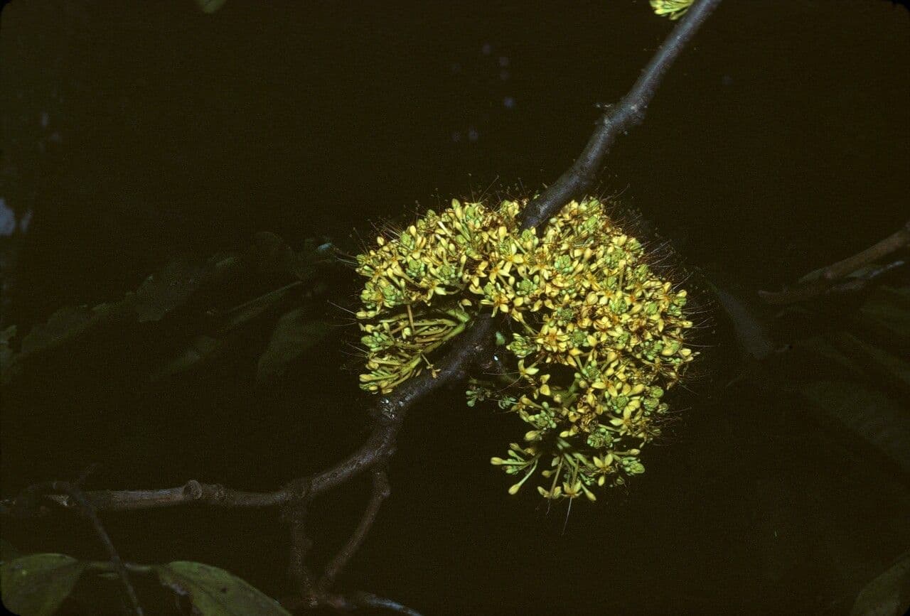 Saraca gialla 4