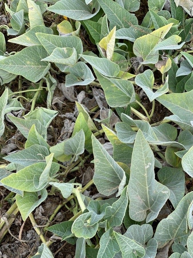 Zucca fetida 20
