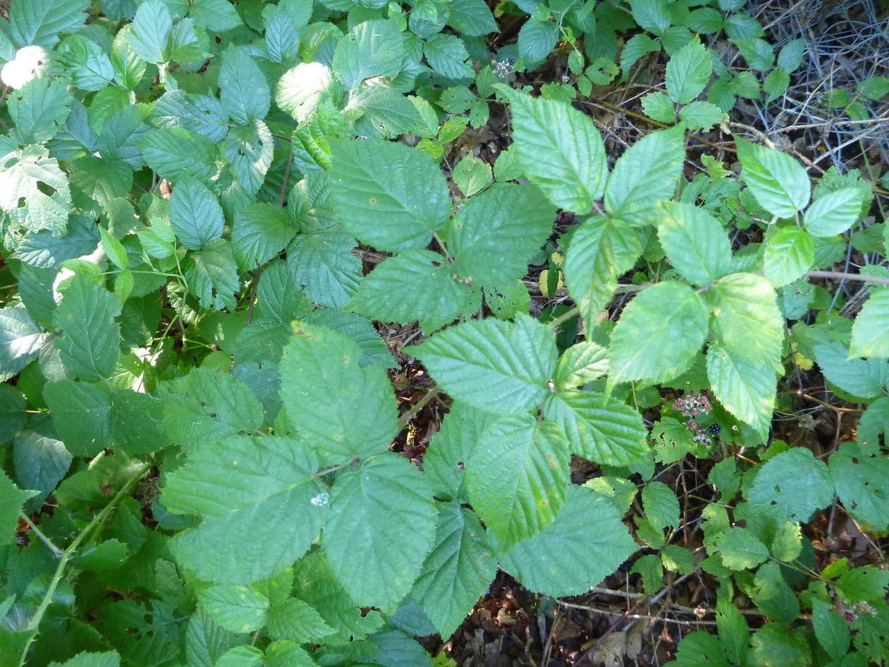 Mûron 8