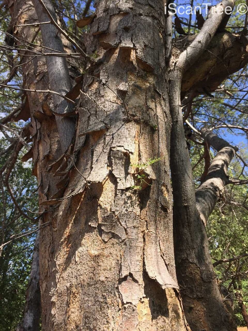 Albizia 18