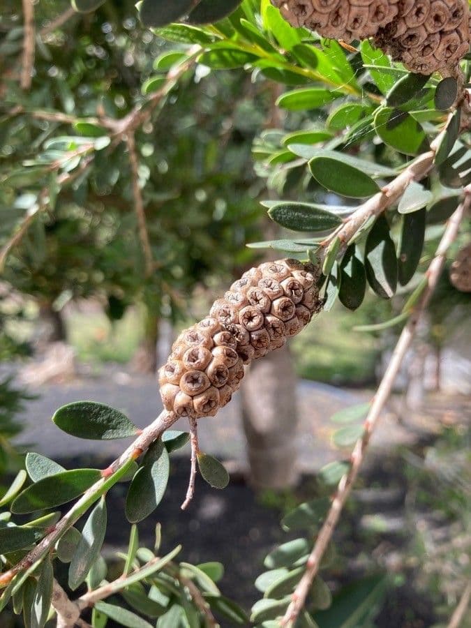 Melaleuca 3