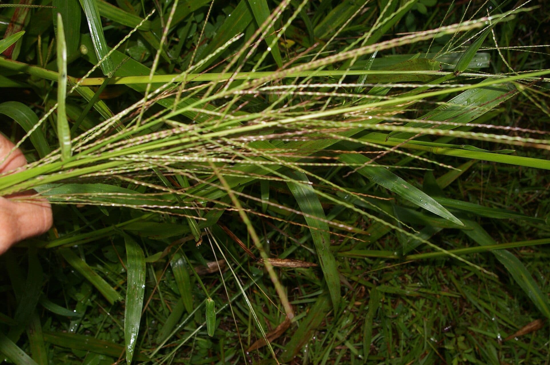 Schwingel-Gras 2